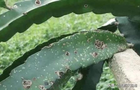 火龙果夏天怎么种植，火龙果种植技术和技巧