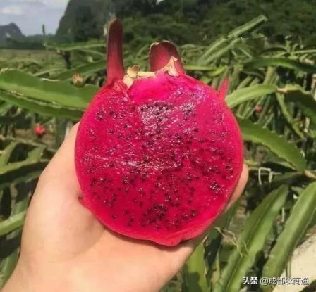 火龙果夏天怎么种植，火龙果种植技术和技巧