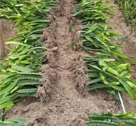 火龙果夏天怎么种植，火龙果种植技术和技巧