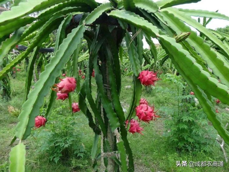 火龙果夏天怎么种植，火龙果种植技术和技巧