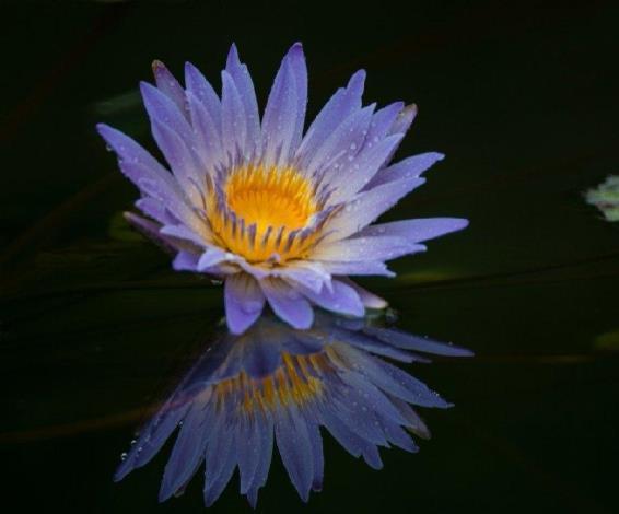 紫色睡莲花的花语和寓意是什么，描述睡莲的真实意义