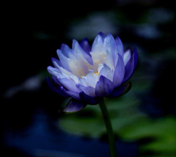 紫色睡莲花的花语和寓意是什么，描述睡莲的真实意义