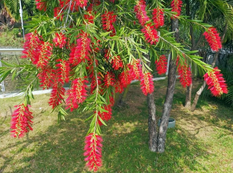 北方灌木花卉有哪些，北方常见绿化灌木介绍