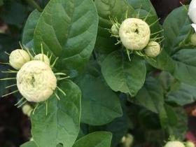 老桩茉莉花怎么养护，有关茉莉花的栽培技术