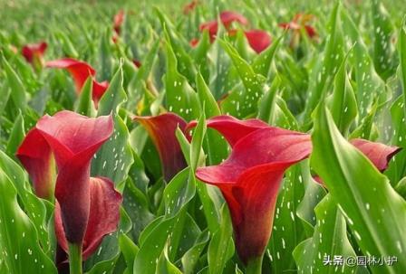 马蹄莲的花语是什么，马蹄莲花的象征与寓意