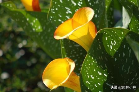 马蹄莲的花语是什么，马蹄莲花的象征与寓意