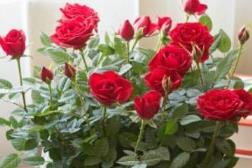 四季玫瑰种植方法和时间，了解玫瑰的养护技巧