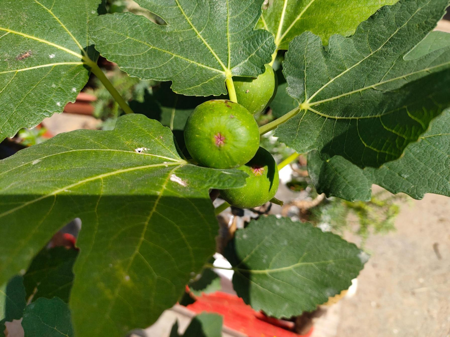 常用的室内观花植物有哪些，了解适合室内的绿植大全