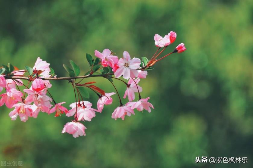 秋海棠花语是什么，秋海棠花的寓意和象征