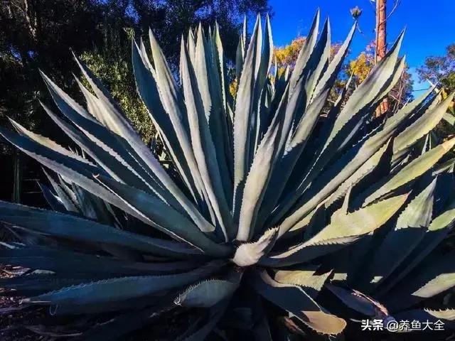 多肉花有多少品种，最常见的多肉种类介绍