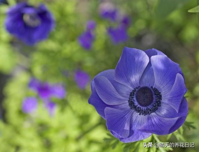 银连花怎么种，银莲花球根养殖方法讲解