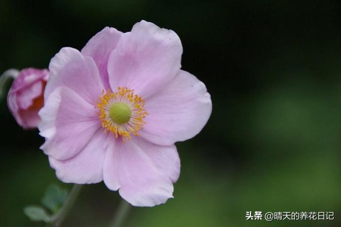 银连花怎么种，银莲花球根养殖方法讲解