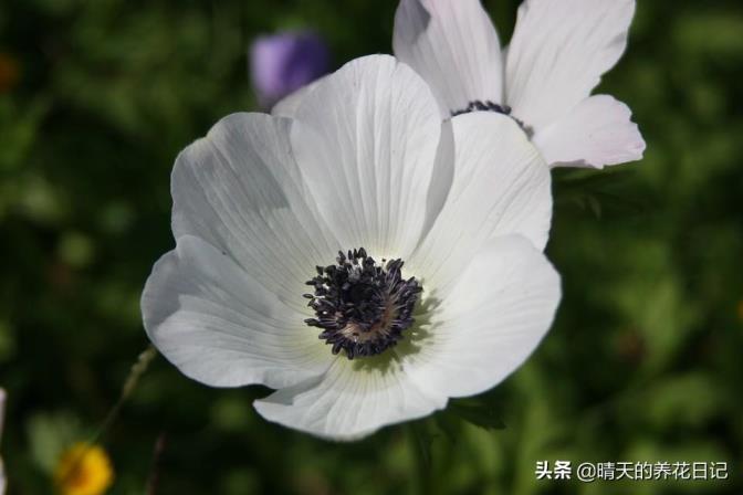 银连花怎么种，银莲花球根养殖方法讲解