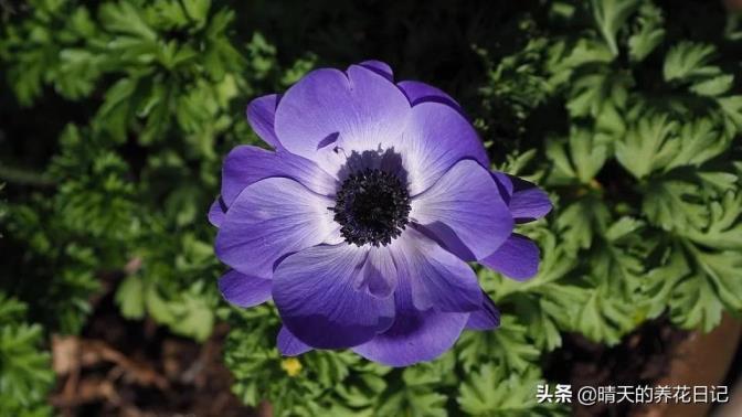 银连花怎么种，银莲花球根养殖方法讲解