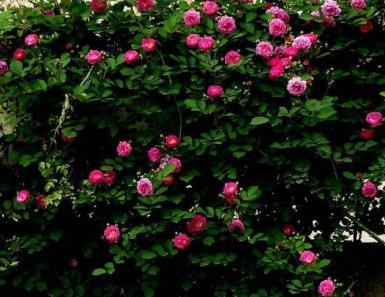 蔷薇花用什么肥料最好，描述蔷薇的养护妙招