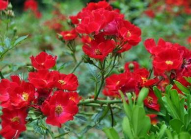 蔷薇花用什么肥料最好，描述蔷薇的养护妙招