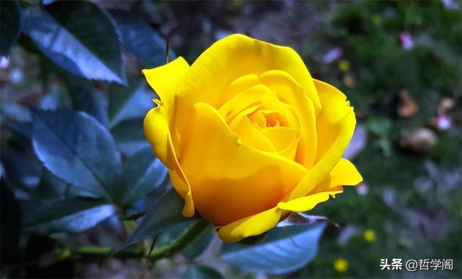 黄玫瑰代表什么意思，了解黄玫瑰的真实含义