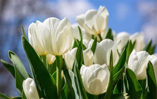 郁金香花语和寓意是什么，关于郁金香的真实意义