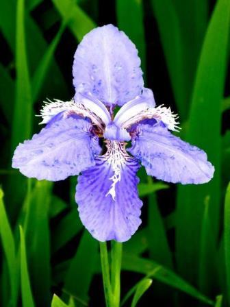 蓝鸢尾花的花语是什么，鸢尾花的寓意和象征