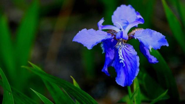 蓝鸢尾花的花语是什么，鸢尾花的寓意和象征