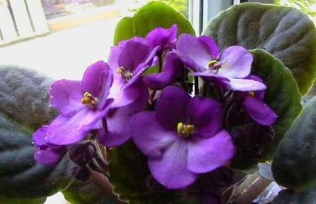 紫色的花朵有哪些，最常见的紫色花卉大全