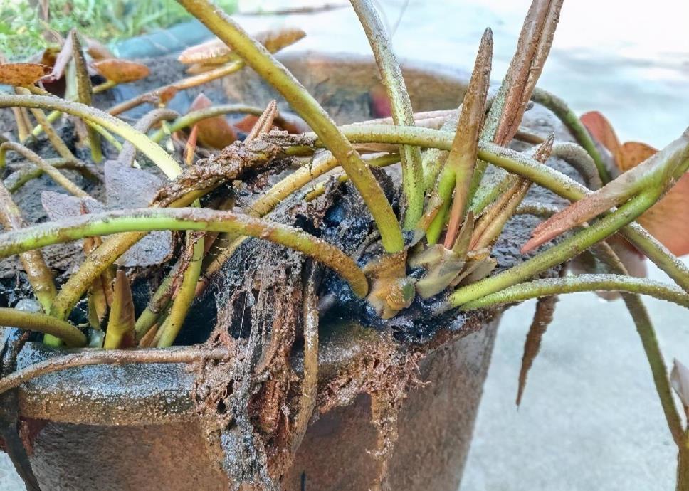 睡莲怎样养可以养久一点，关于盆栽睡莲的养殖方法