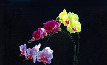 蝴蝶兰花在什么季节开花，有关蝴蝶兰花期简介