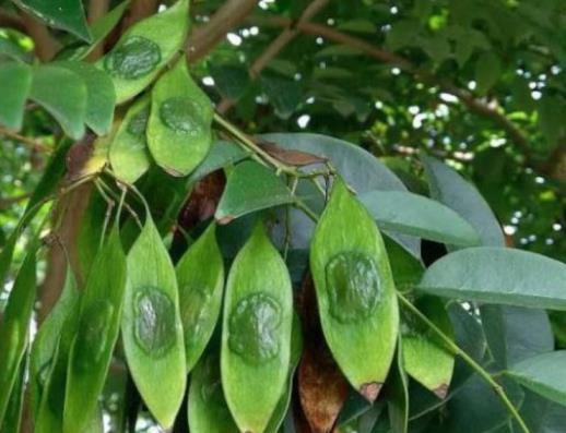 黄花梨种子怎么种植，黄花梨种子种植方法及时间