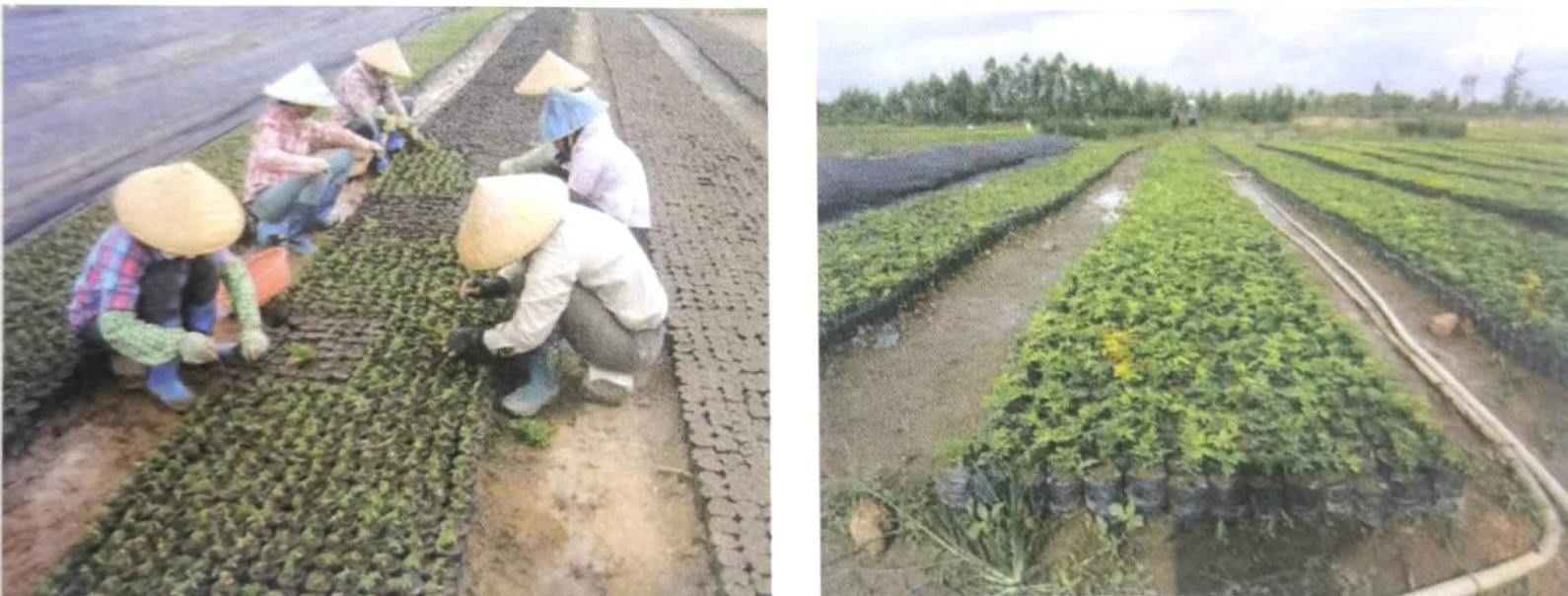 黄花梨种子怎么种植，黄花梨种子种植方法及时间