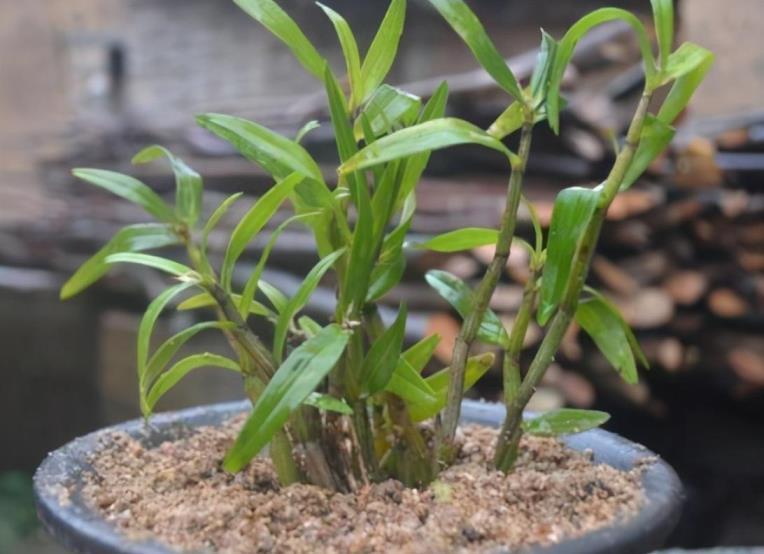 怎样种植石斛兰，石斛兰扦插繁殖方法讲解