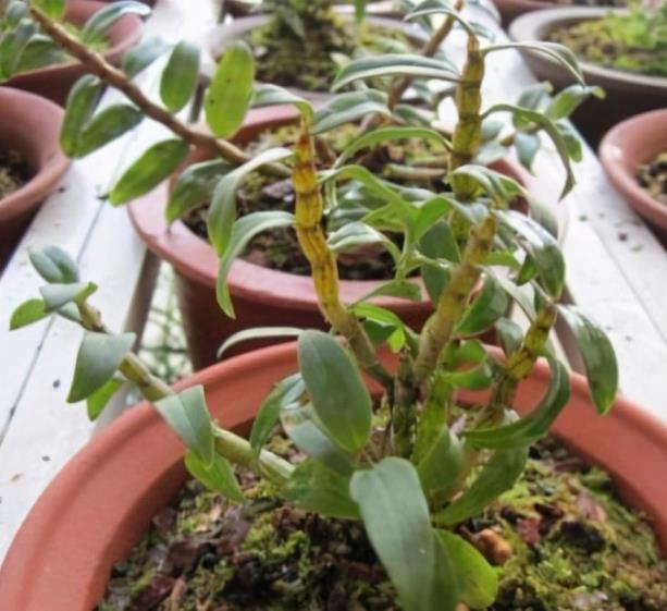 怎样种植石斛兰，石斛兰扦插繁殖方法讲解
