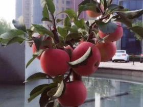 盆栽苹果树怎么种植，盆景苹果树的管理和栽培