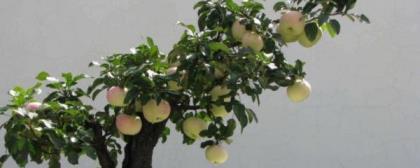 盆栽苹果树怎么种植，盆景苹果树的管理和栽培