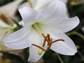 百合花籽怎么育苗，分享种植百合花正确方法