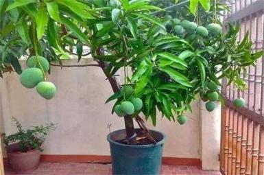 芒果怎么种盆栽，盆栽芒果的栽培技术