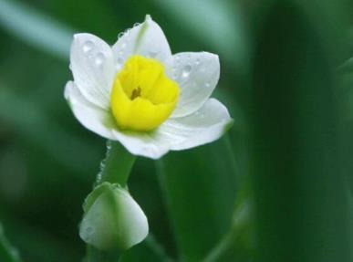 水仙花什么时候开，关于水仙花花期简介