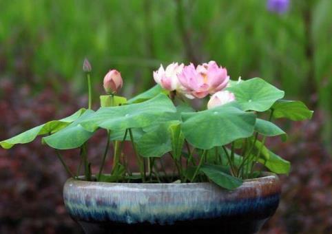 碗莲的种植方法水培，教你家养碗莲的技巧