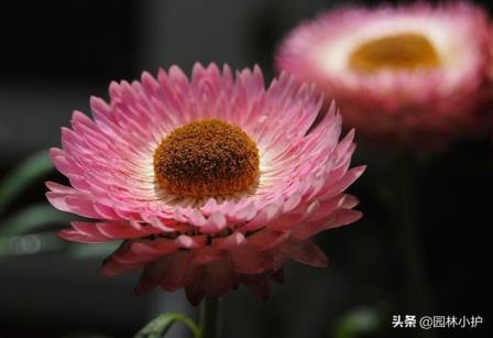 波斯菊的花语是什么，波斯菊象征和寓意