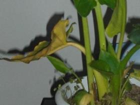 马蹄莲叶子尖发黄是什么原因，关于黄叶的解决措施