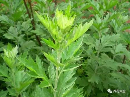 八种适合放室内的驱蚊植物，真正有效的驱蚊植物大全