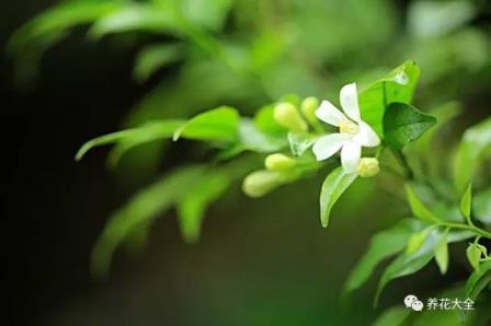 八种适合放室内的驱蚊植物，真正有效的驱蚊植物大全