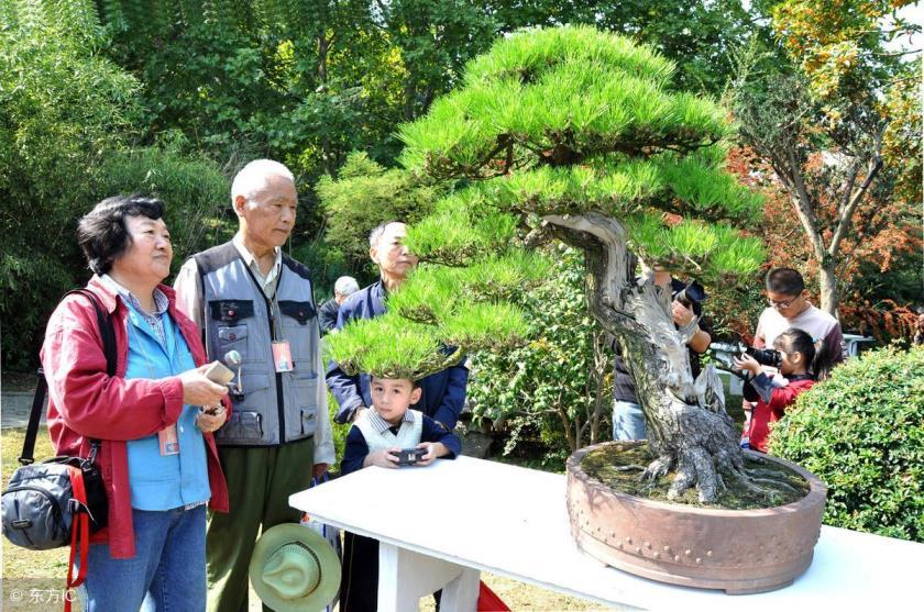 黑松盆景如何养护，黑松盆景养护管理方法