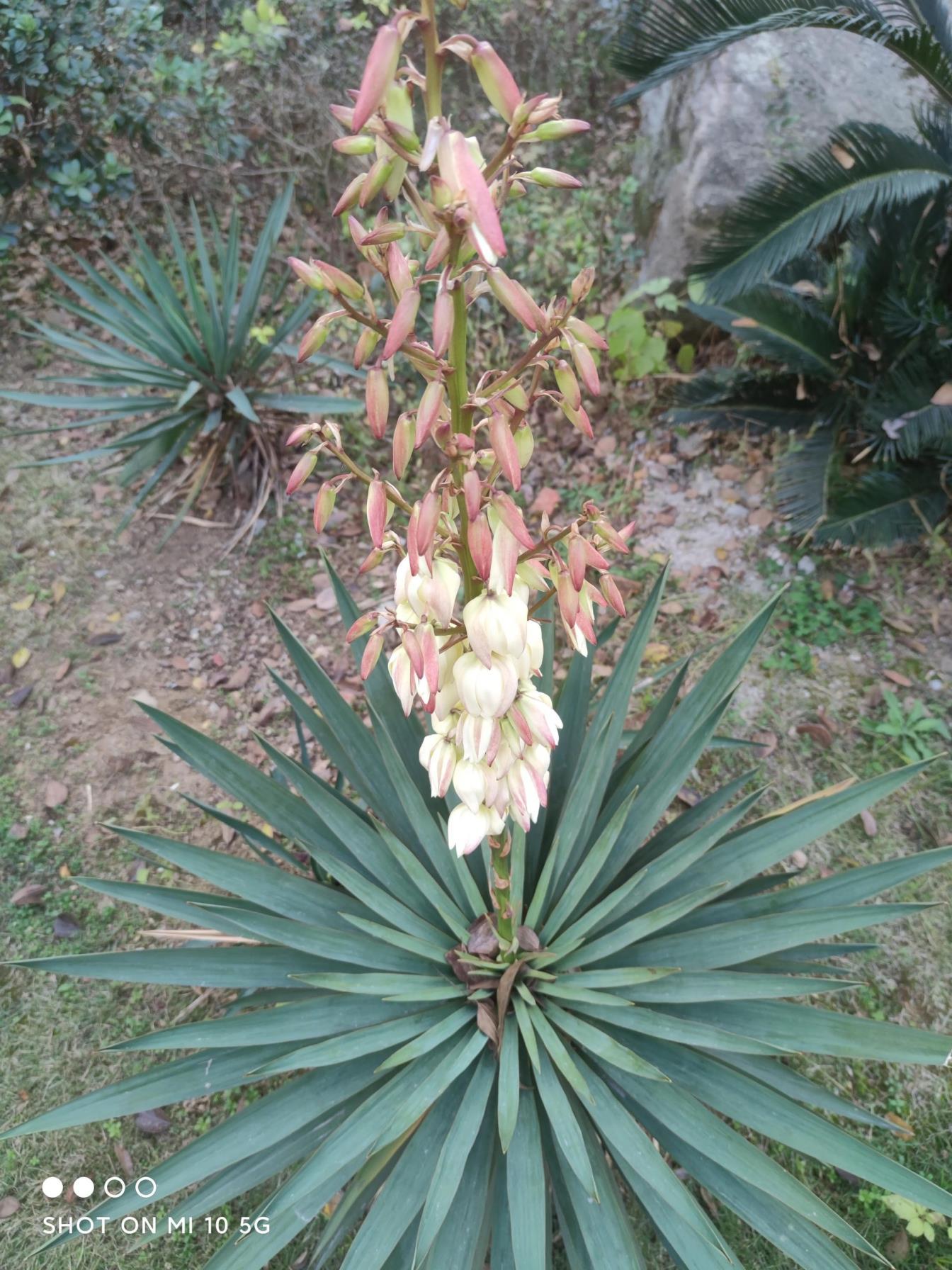 凤尾丝兰什么时候开花，关于凤尾丝兰花期简介