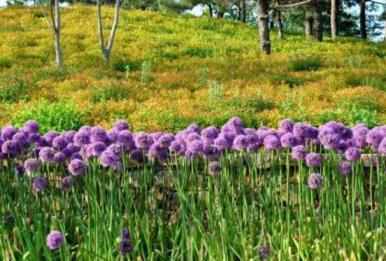 风信子花语是什么意思，有关风信子代表的寓意