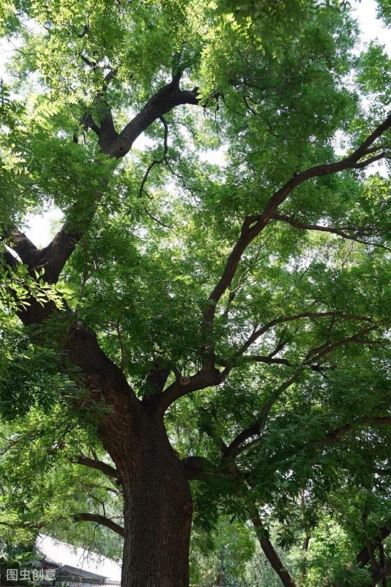 城市园林绿化有哪些树种，常见的绿化树种介绍