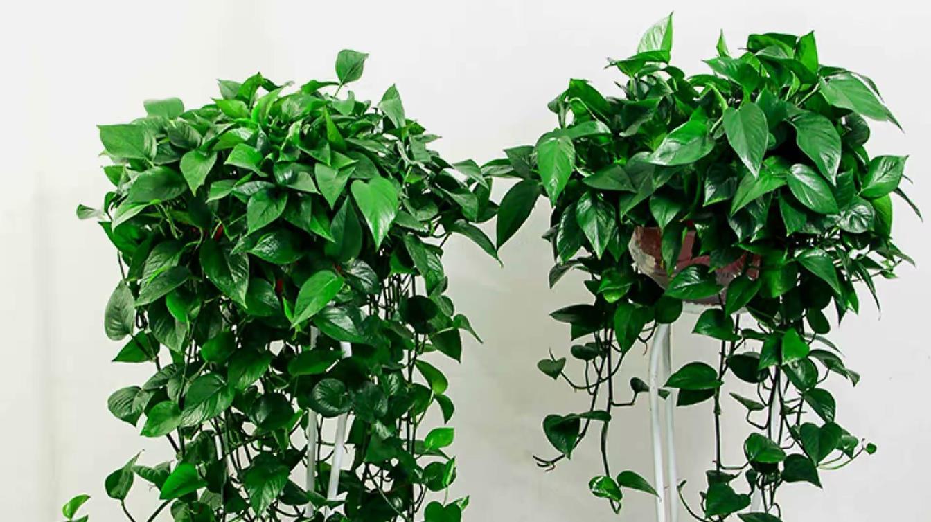 办公室净化空气的绿植有哪些，适合室内的绿植推荐