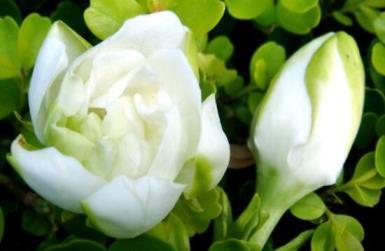 栀子花的花语是什么，栀子花的象征与寓意