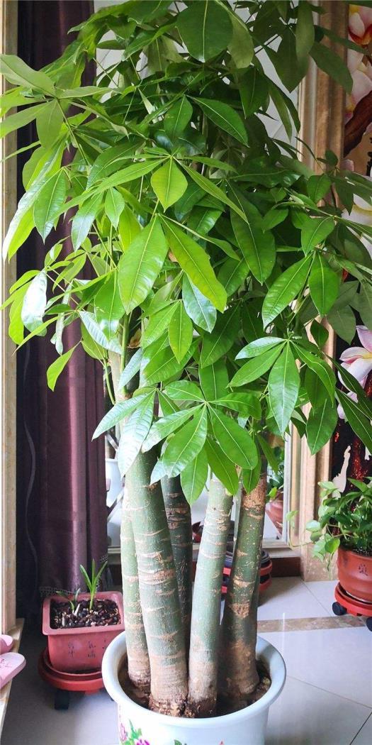 客厅容易养的大型盆栽，适合室内的绿植大全