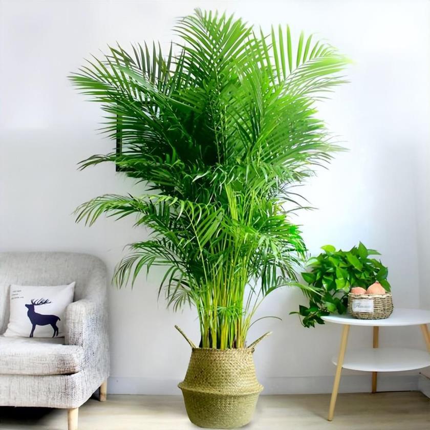 客厅容易养的大型盆栽，适合室内的绿植大全