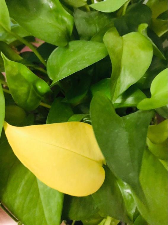 水养绿萝叶子发黄是什么原因，描述绿萝的养护妙招